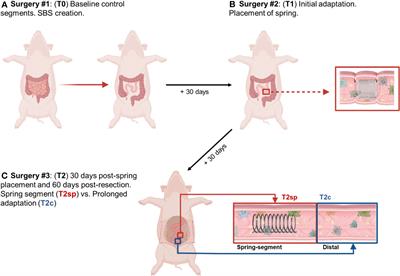 Spring-mediated distraction enterogenesis may alter the course of adaptation in porcine short bowel syndrome